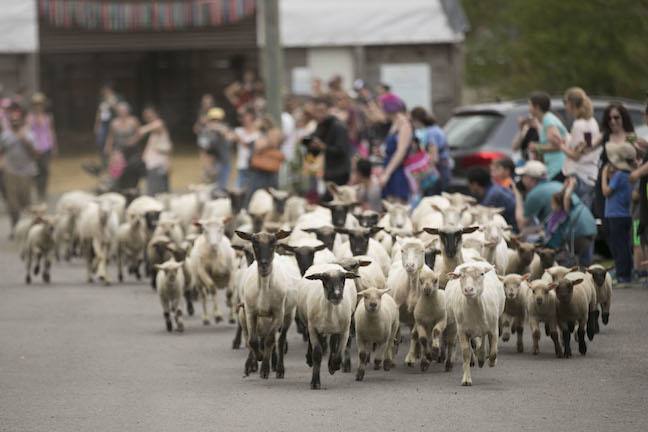 Shorn sheep herded on road by guests at 2017 Sheep Shearing Fest