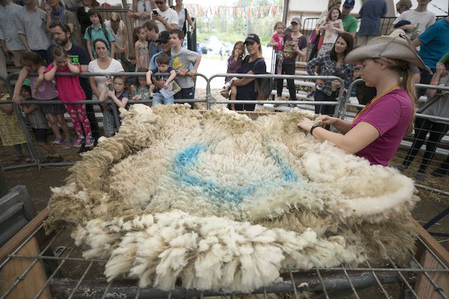 Farm apprentice handling freshly shorn sheep wool while guests watch during 2017 Sheep Shearing Fest